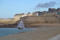 les ajoncs d'or Hotel Saint Malo